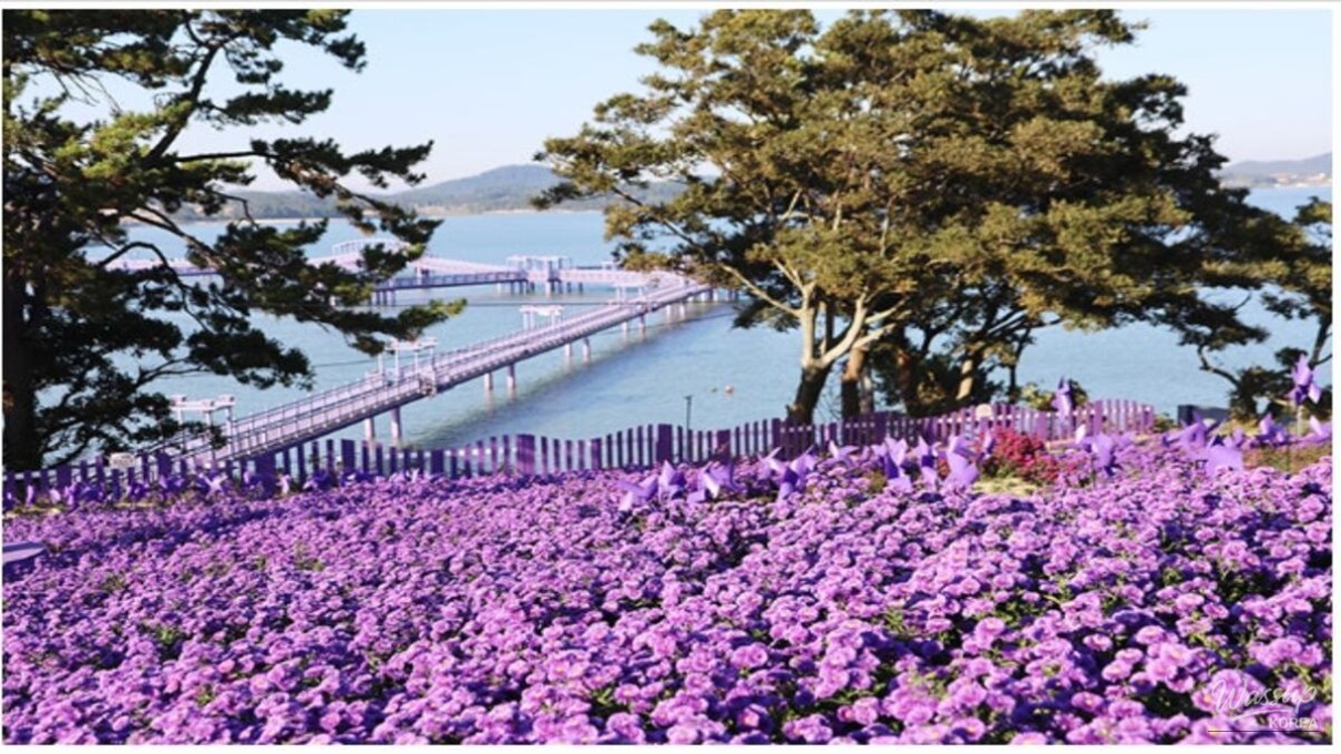 The Enchanting Purple Island: Banwol and Bakji Islands_04