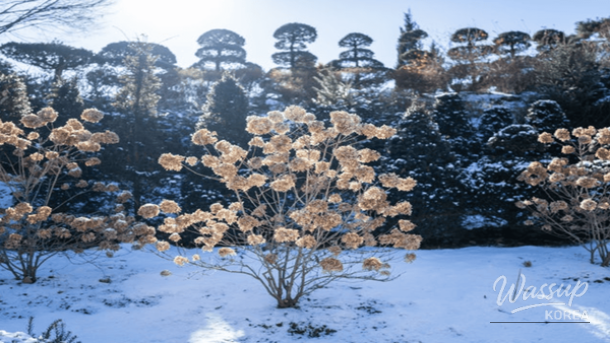 Discovering Gwangju, Gyeonggi-do: A Winter Getaway_03