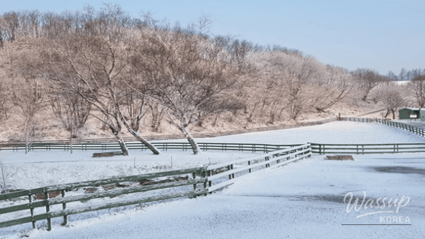 Top 4 Must-Visit Places in Pyeongchang for Stunning Winter Memories_04