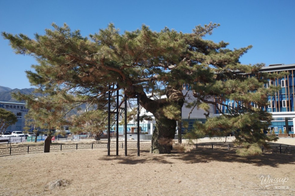 Exploring the Hometown of Joseon Figures Hwang Hee and Nongae in Jangsu, Jeonbuk_13