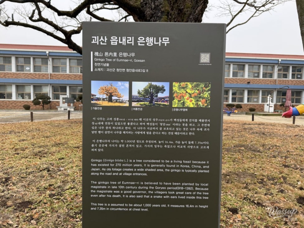 Exploring the Ancient Ginkgo Tree in Goesan_05