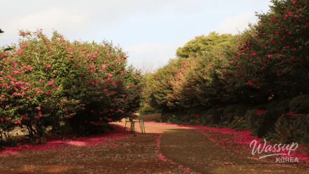 Exploring the Winter Charms of Jeju Island: Top 4 Must-Visit Destinations_05