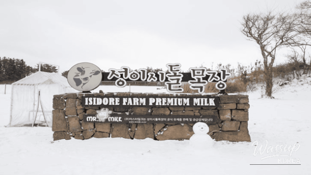 Exploring the Winter Charms of Jeju Island: Top 4 Must-Visit Destinations_04