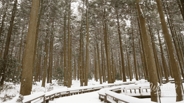Exploring the Winter Charms of Jeju Island: Top 4 Must-Visit Destinations_03