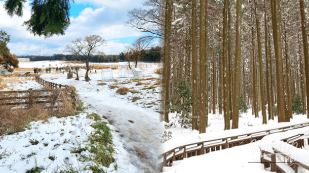 Exploring the Winter Charms of Jeju Island: Top 4 Must-Visit Destinations_01