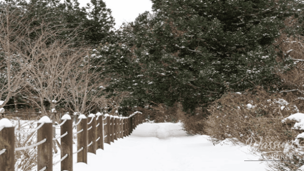Top 4 Winter Hiking Destinations in Jeju_03
