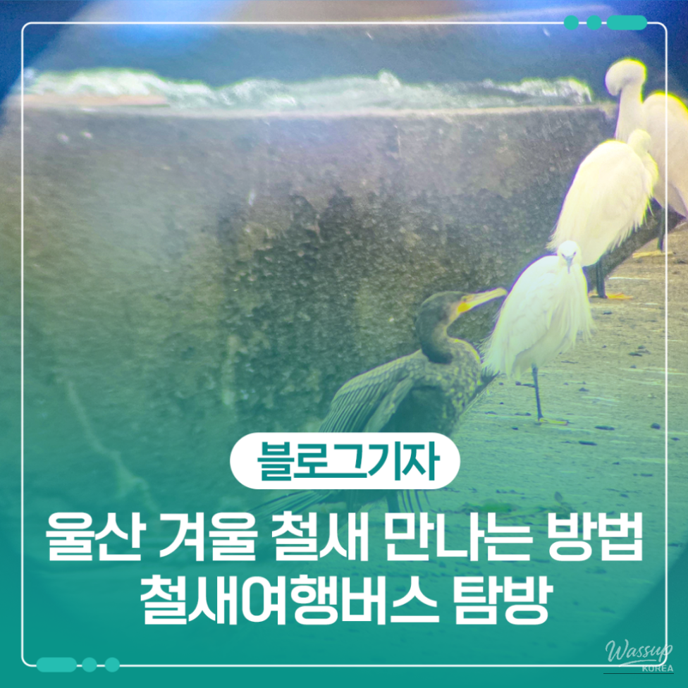 Explore Ulsan's Winter Birdwatching Experience_01