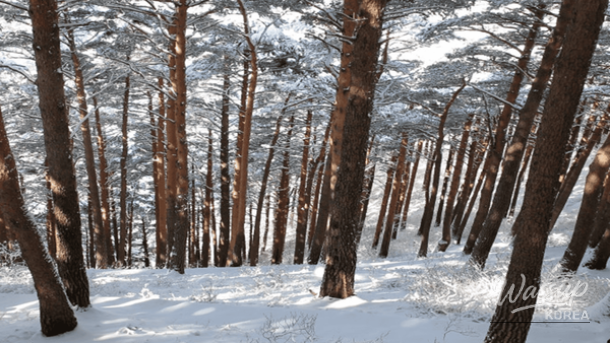 Top 4 Winter Forest Trails for a Heartwarming Journey_02