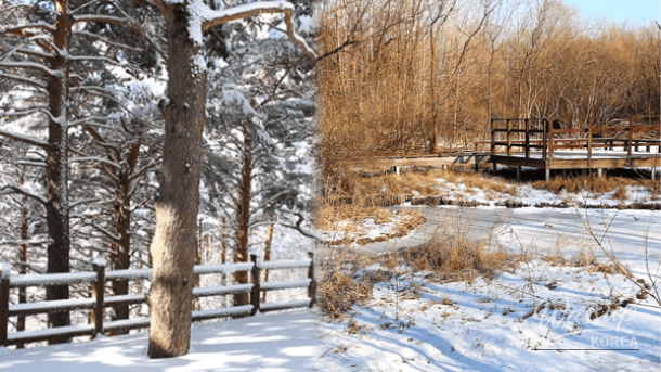 Top 4 Winter Forest Trails for a Heartwarming Journey_01