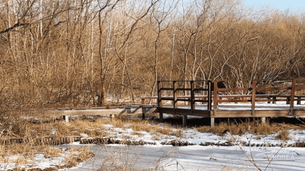 Top 4 Winter Forest Trails for a Heartwarming Journey_03