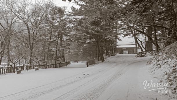 Top 4 Winter Forest Trails for a Heartwarming Journey_05