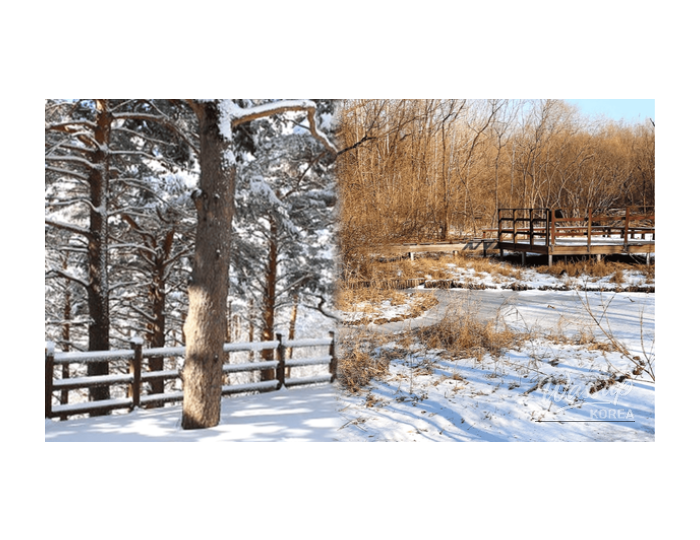 Top 4 Winter Forest Trails for a Heartwarming Journey float