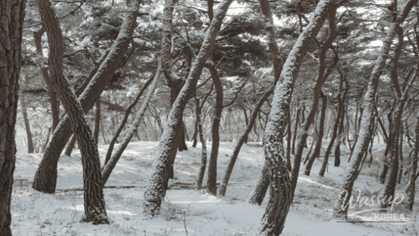 Discovering Buyeo: A Winter Travel Guide_02