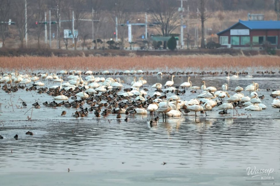 The Serenity of Seokji Reservoir_02
