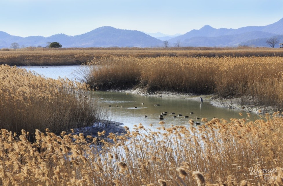 Explore the Natural Beauty of Suncheon_03