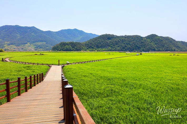Explore the Natural Beauty of Suncheon_04