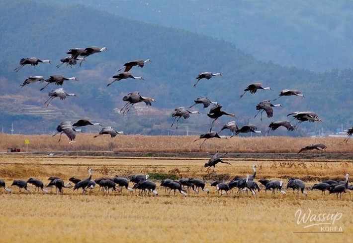 Explore the Natural Beauty of Suncheon_05