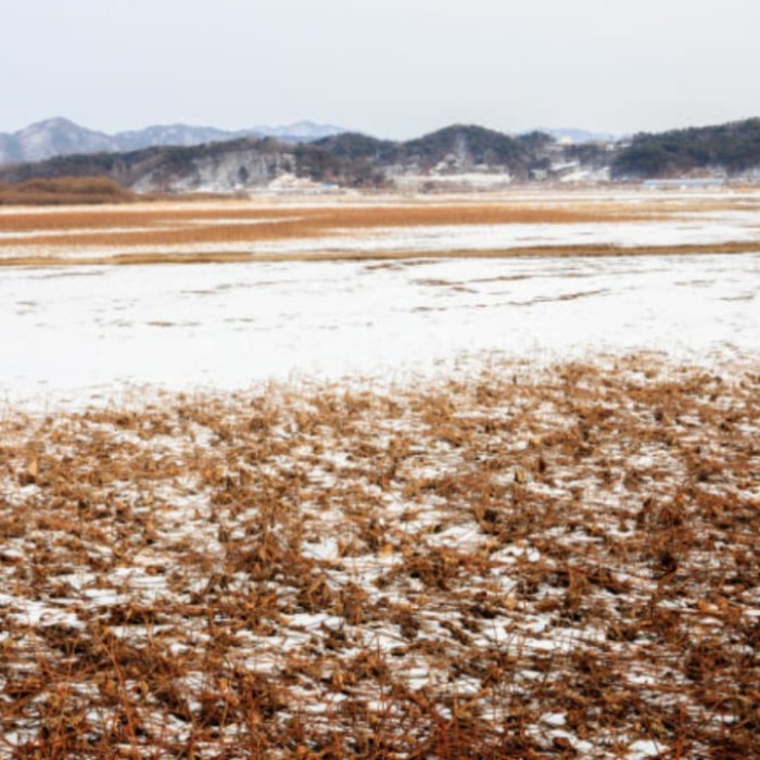 Exploring the Serene Beauty of Hakjeo Reservoir in Winter2181