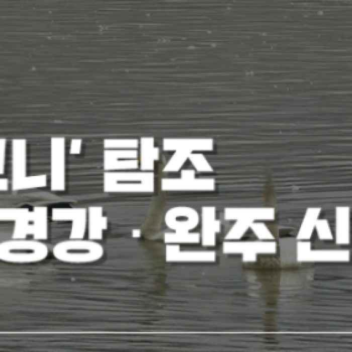 Encountering the Winter Migratory Swans in Jeonbuk1207
