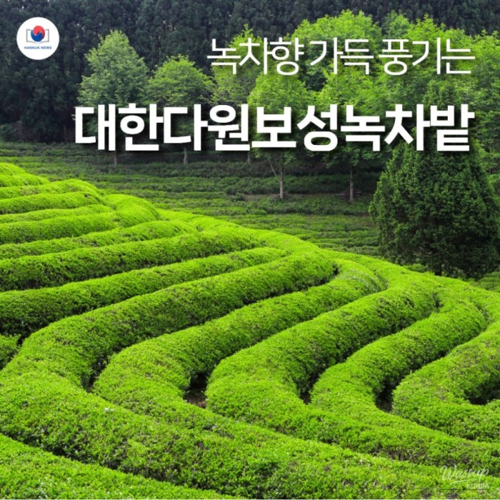 Discovering the Beauty of Daehan Green Tea Plantation2157