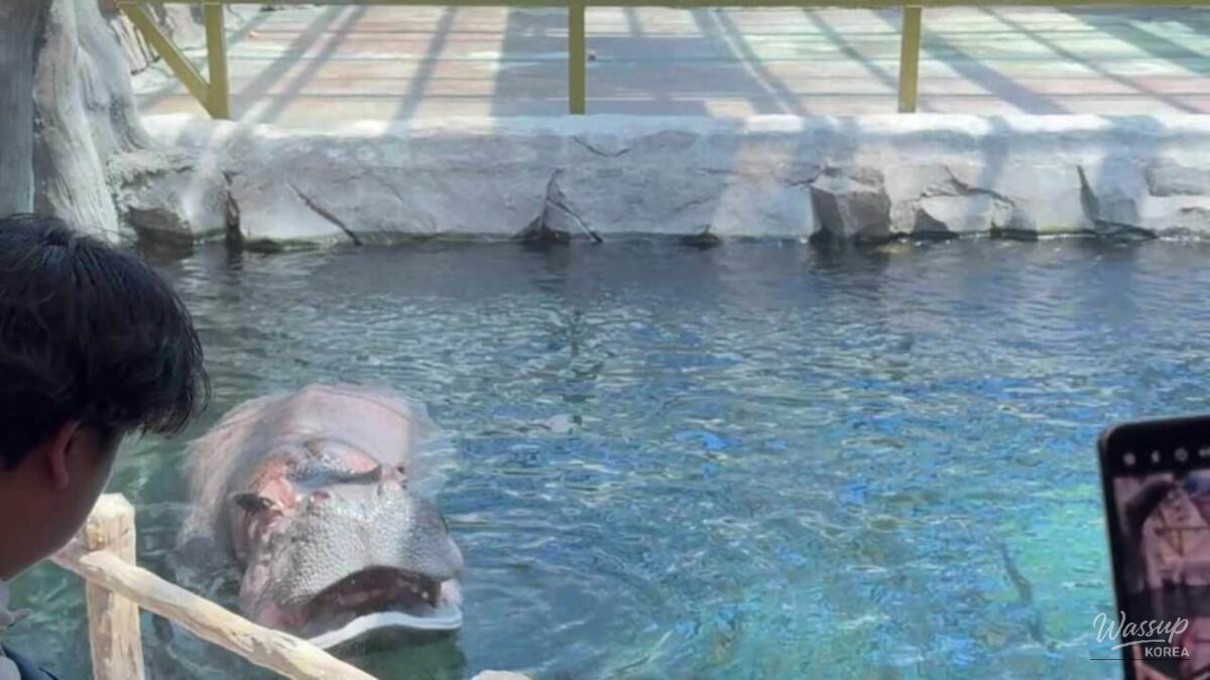 Rare animals displayed in a modern aquarium environment in Sacheon.