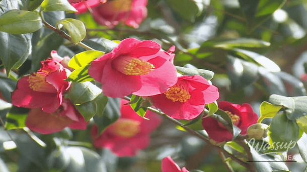 Yeosu winter night view with marine cable car and seaside lights.