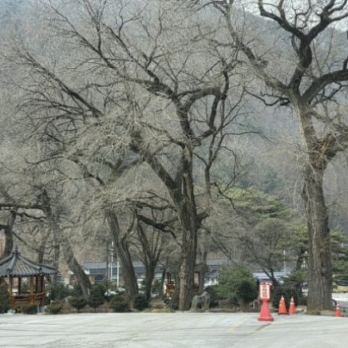 Exploring Guinsa Temple in Danyang225