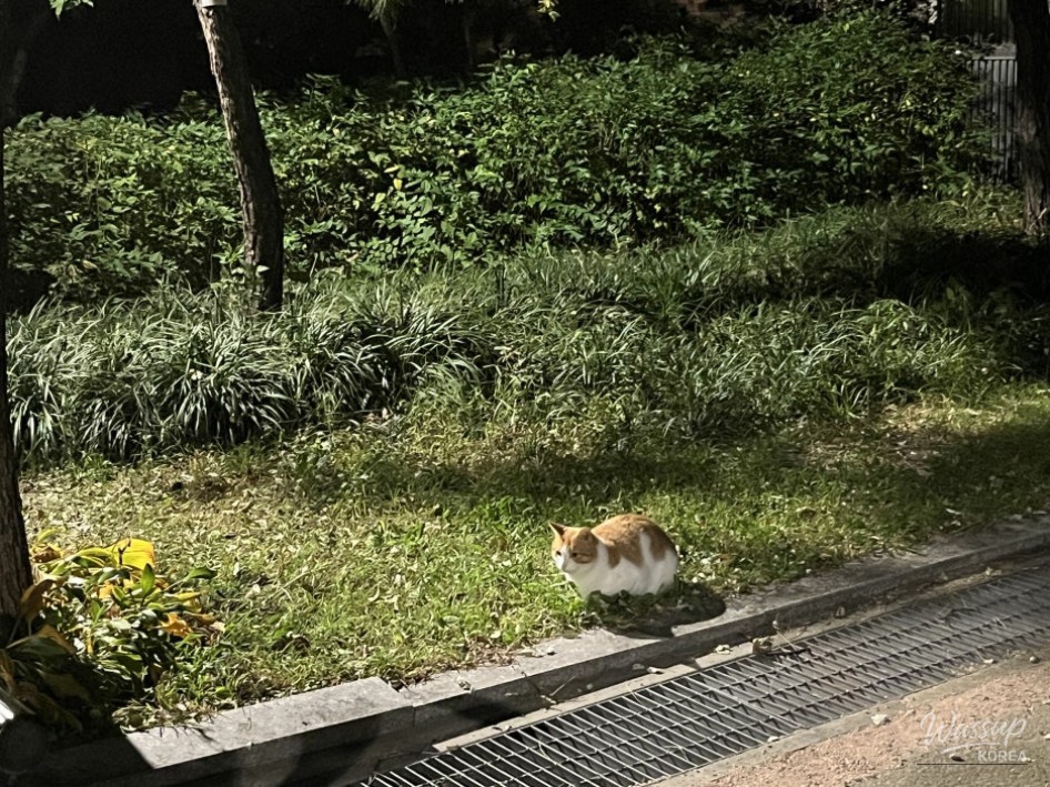 Delicious BBQ Chicken Experience in Hyehwa_12