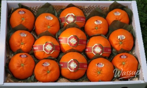 Jeju Red Hyang: A Perfect Gift for the Holidays_07