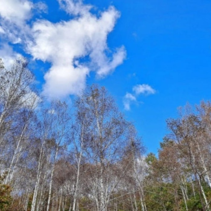 Exploring the Tranquil Beauty of Seohuri Forest in Yangpyeong2230