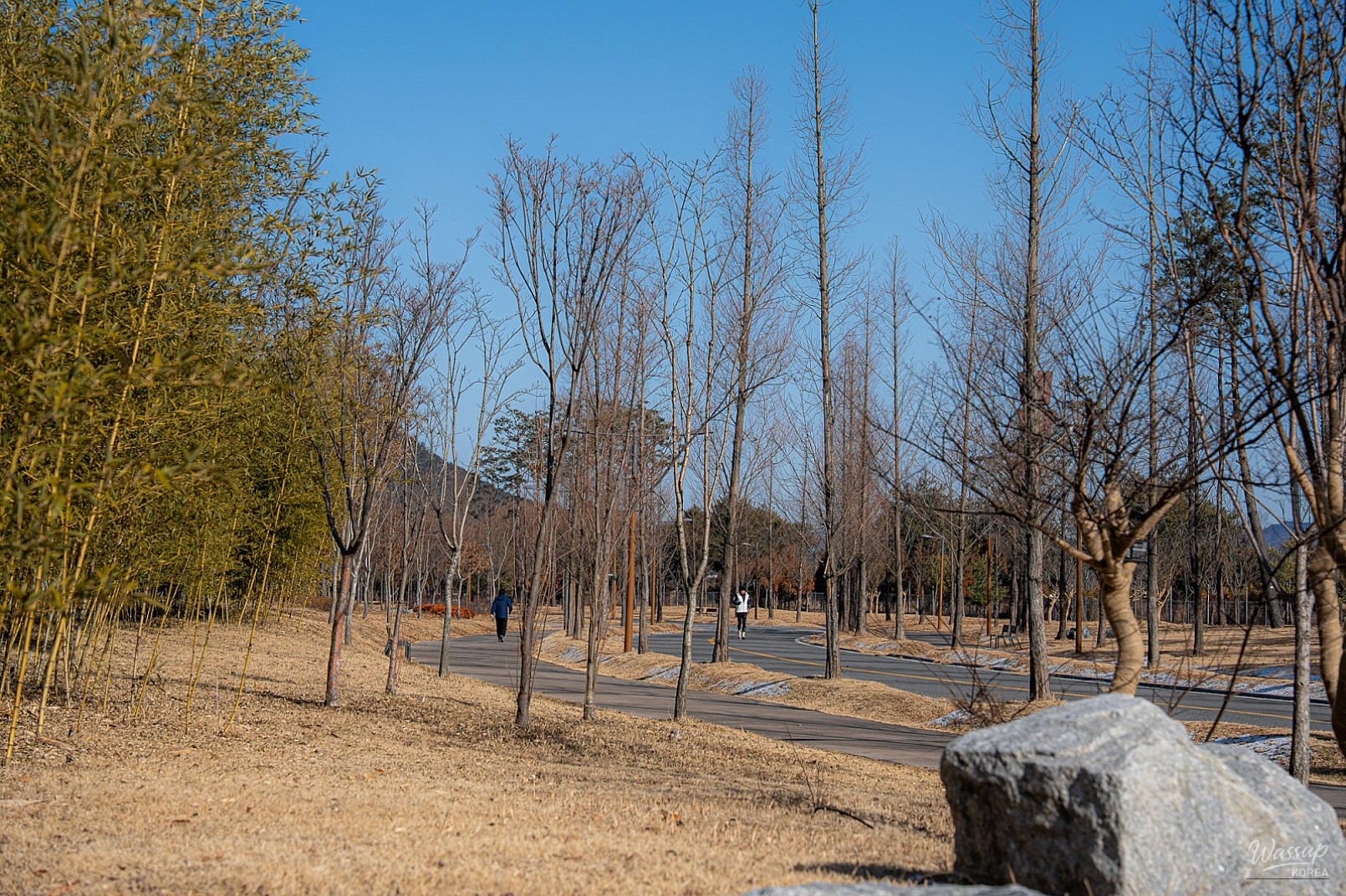 Discovering the Bamboo Forest in Sejong Central Park_02