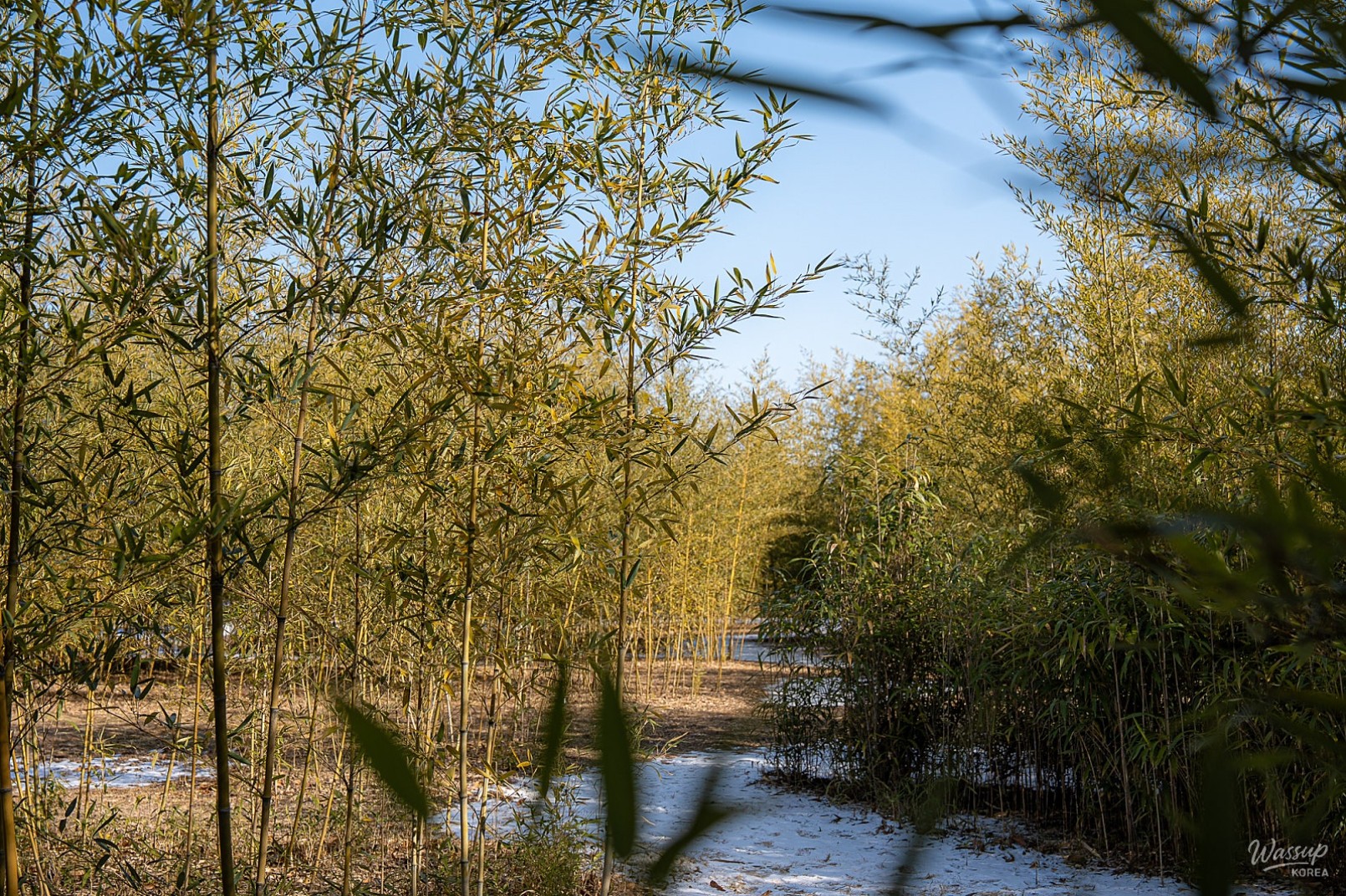 Discovering the Bamboo Forest in Sejong Central Park_12