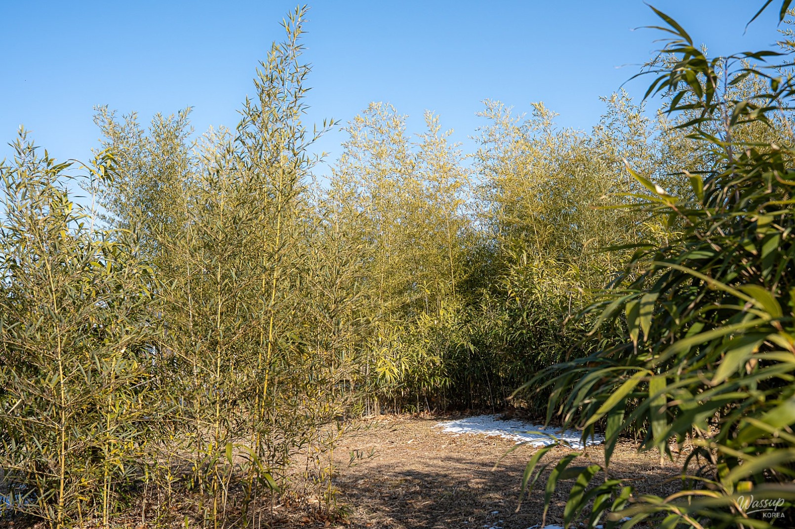 Discovering the Bamboo Forest in Sejong Central Park_03