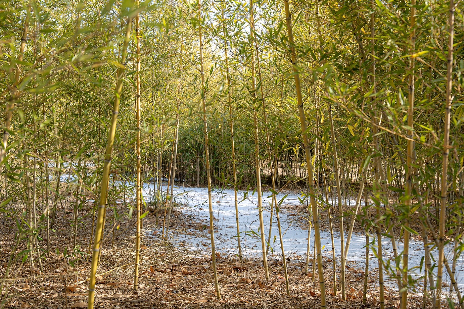 Discovering the Bamboo Forest in Sejong Central Park_08