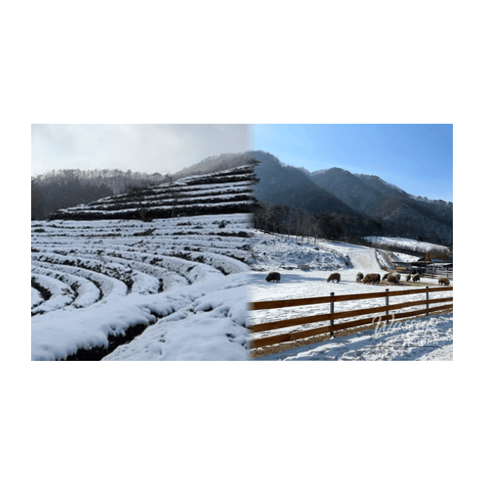 Discover Exotic Destinations in Korea: Winter Edition2264
