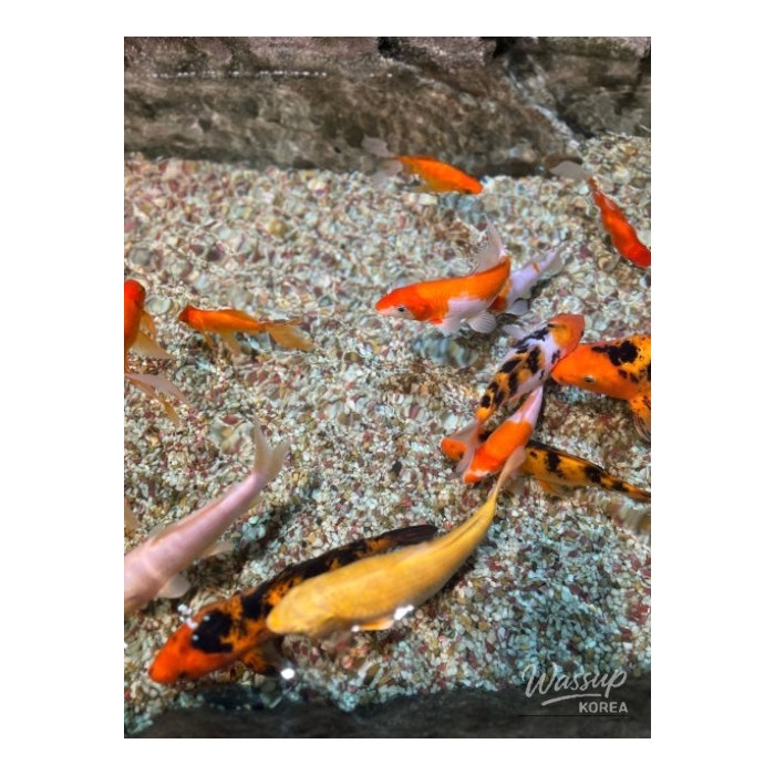 Explore the Best of Danyang During the Lunar New Year!2277