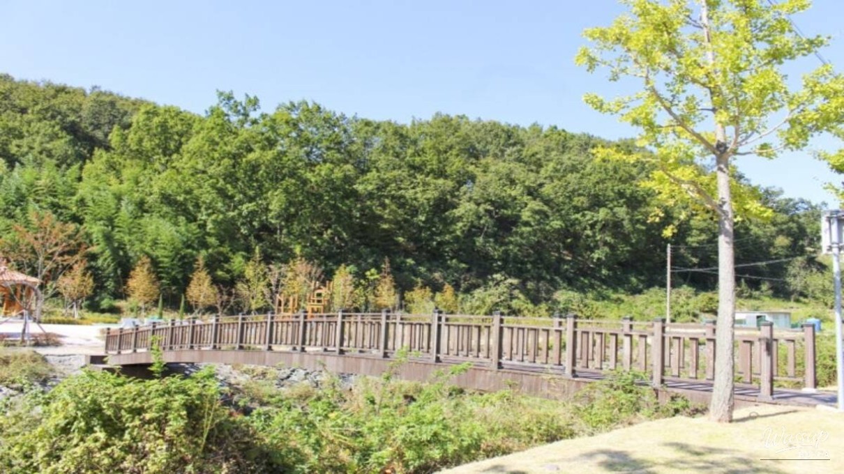 Discovering the Tranquil Beauty of Jadra Forest_03