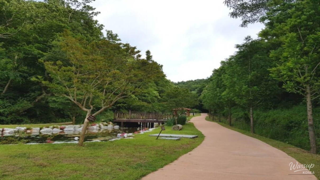 Discovering the Tranquil Beauty of Jadra Forest_02