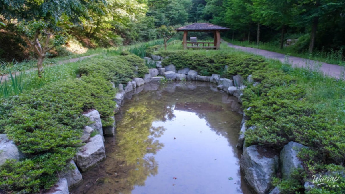 Discovering the Tranquil Beauty of Jadra Forest_04