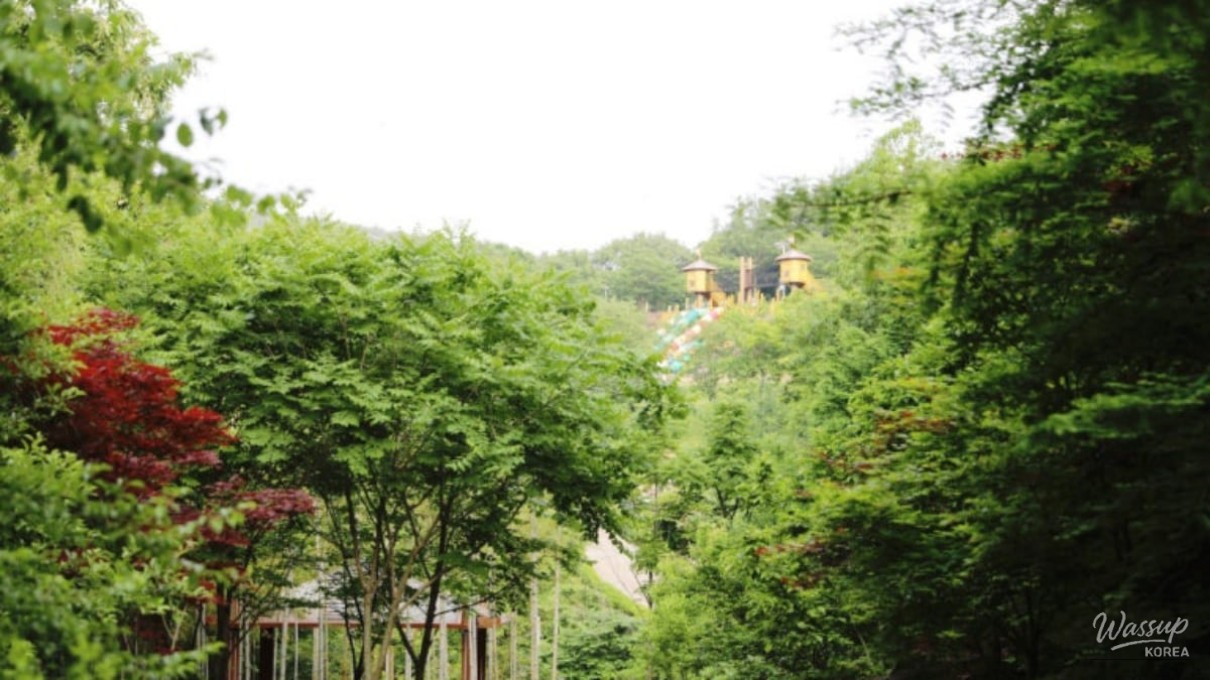 Discovering the Tranquil Beauty of Jadra Forest_01