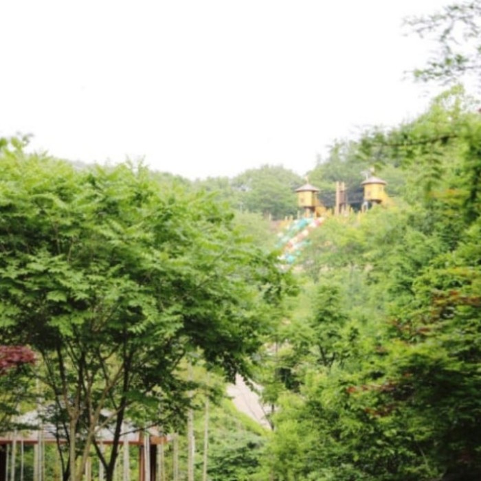 Discovering the Tranquil Beauty of Jadra Forest2318