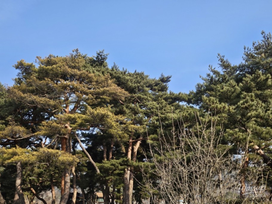 Discovering the Serenity of Simsujeong Pavilion in Geochang_02