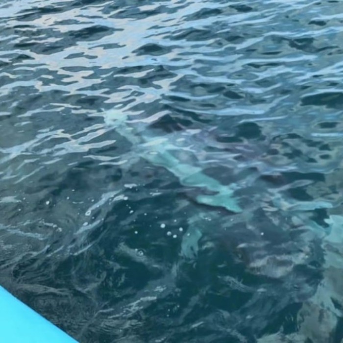 Experience the Wild Dolphins of Jeju Island2326