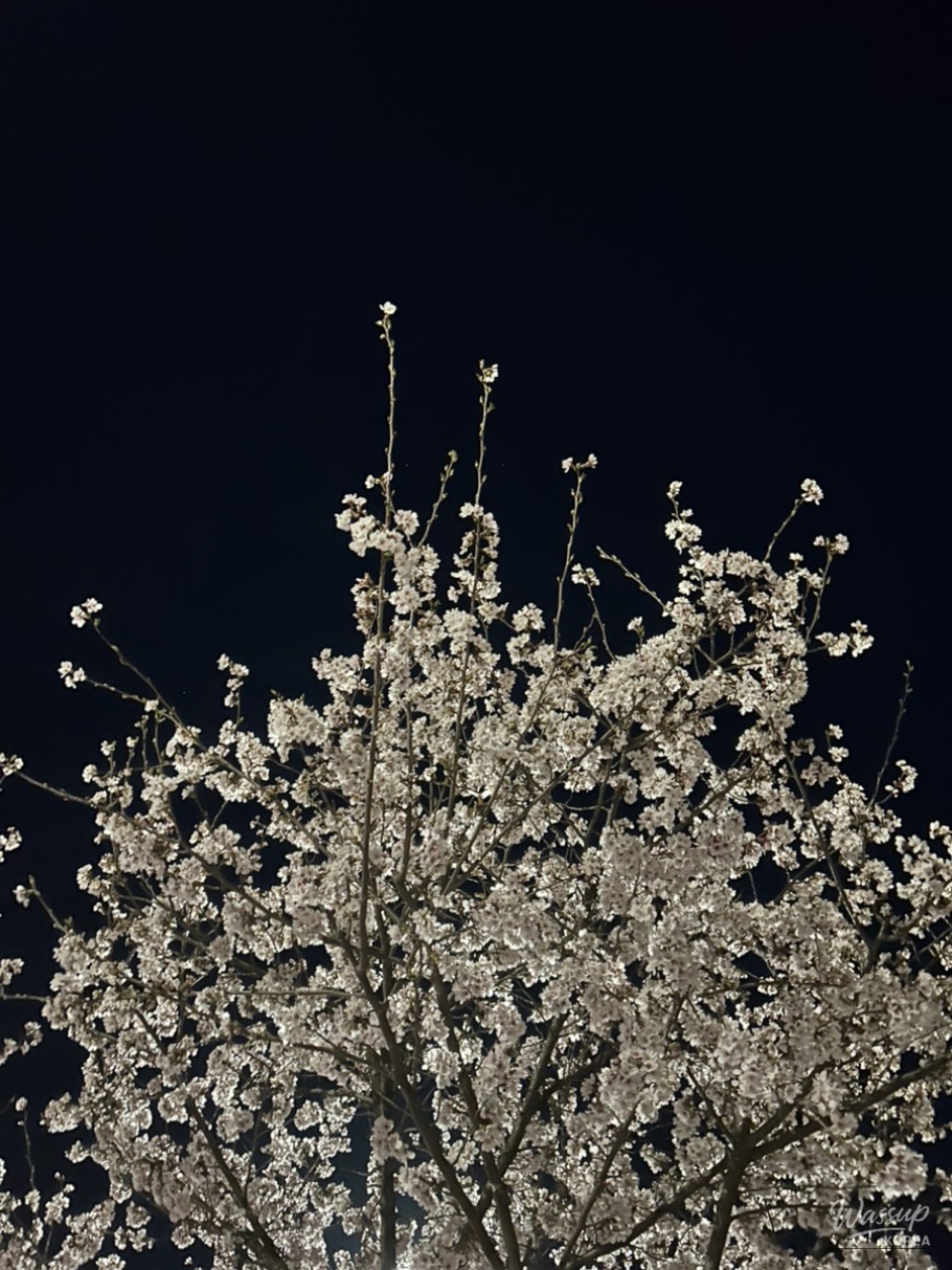 Cherry Blossom Season 2026: A Guide to Viewing and Festivals_01