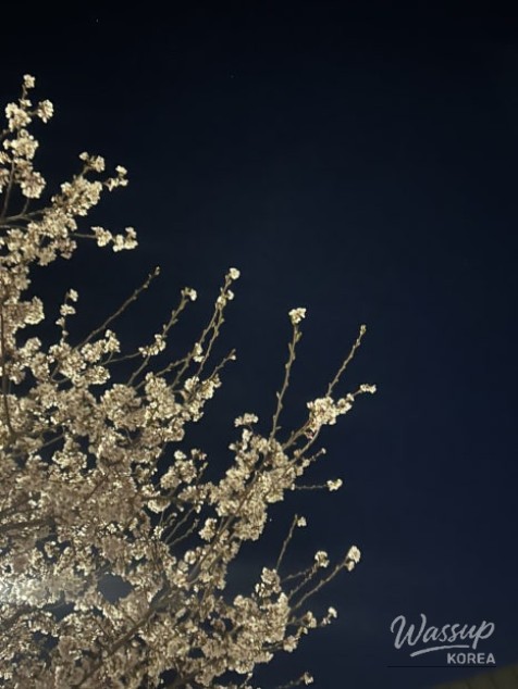 Cherry Blossom Season 2026: A Guide to Viewing and Festivals_03