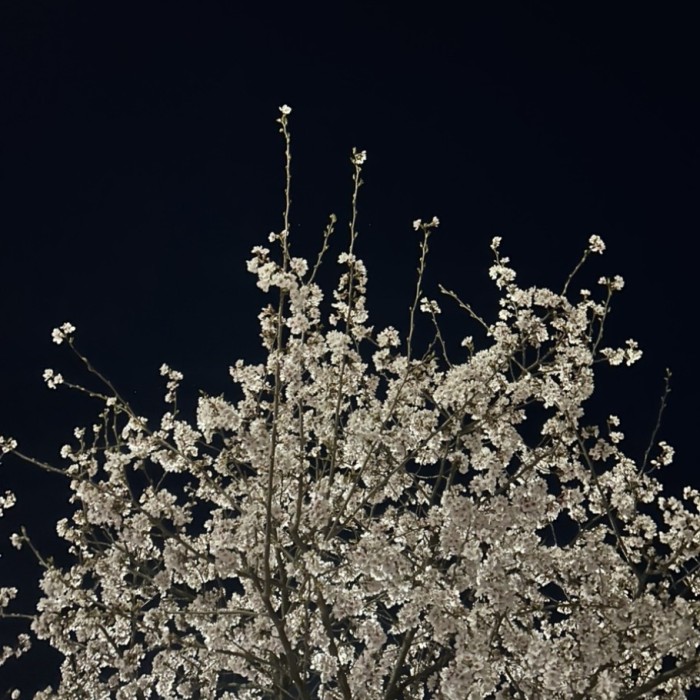 Cherry Blossom Season 2026: A Guide to Viewing and Festivals1298