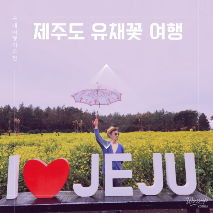 Top 10 Must-Visit Places for Canola Flowers in Jeju Island2340