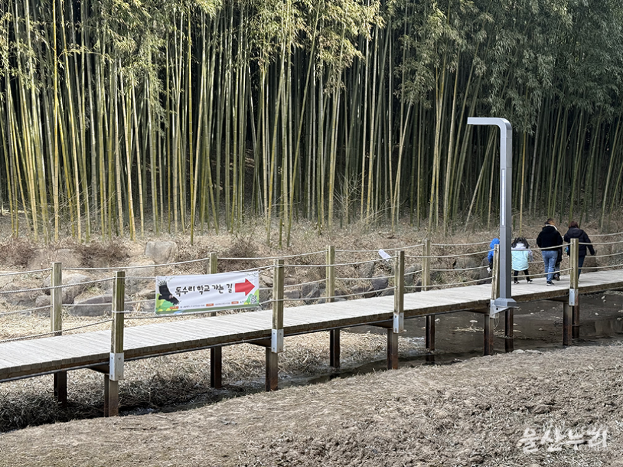 Eagle Watching in Ulsan: A Unique Experience_03