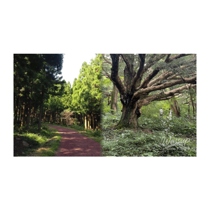 Exploring Jeju in February: Top 4 Experiences2352