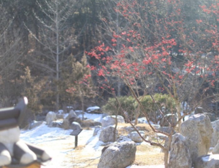 Exploring Daegu Arboretum: A Winter Oasis float